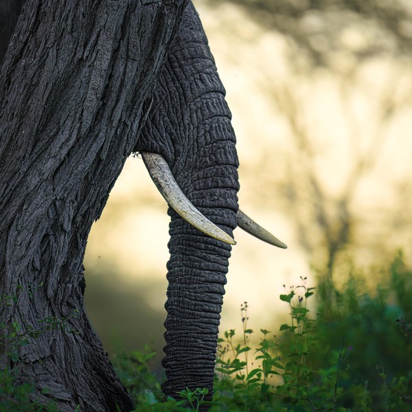 Peekaboo!
