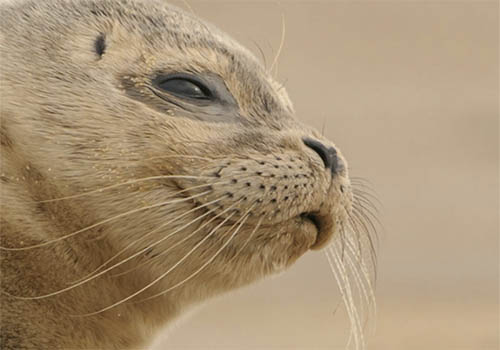 Hookworms Employ Live Fast/Die Young Strategy in Fur Seal Pup Hosts, Report Morris Animal Foundation-funded Researchers | Morris Animal Foundation | Muse Awards