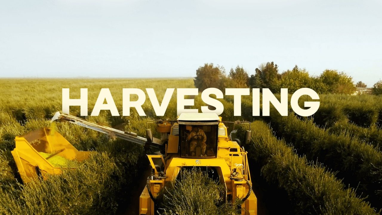 Harvest New Ideas & Creative Concepts with Corto Olive’s Award-Winning Website