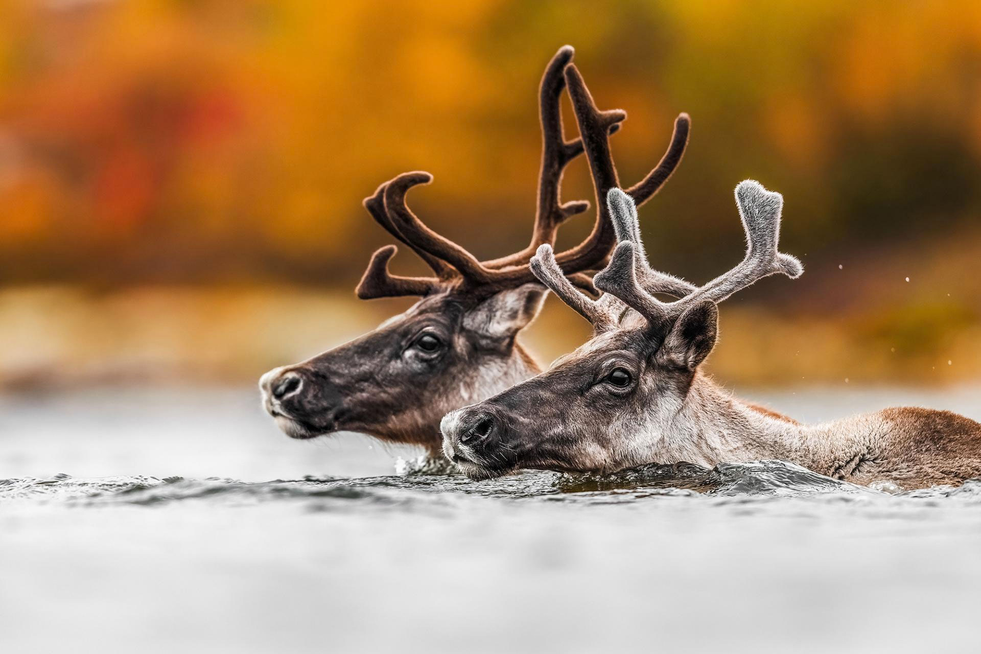 Caribou-migration