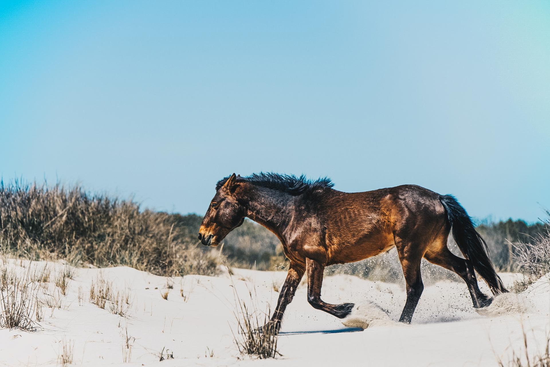 Wild Sands