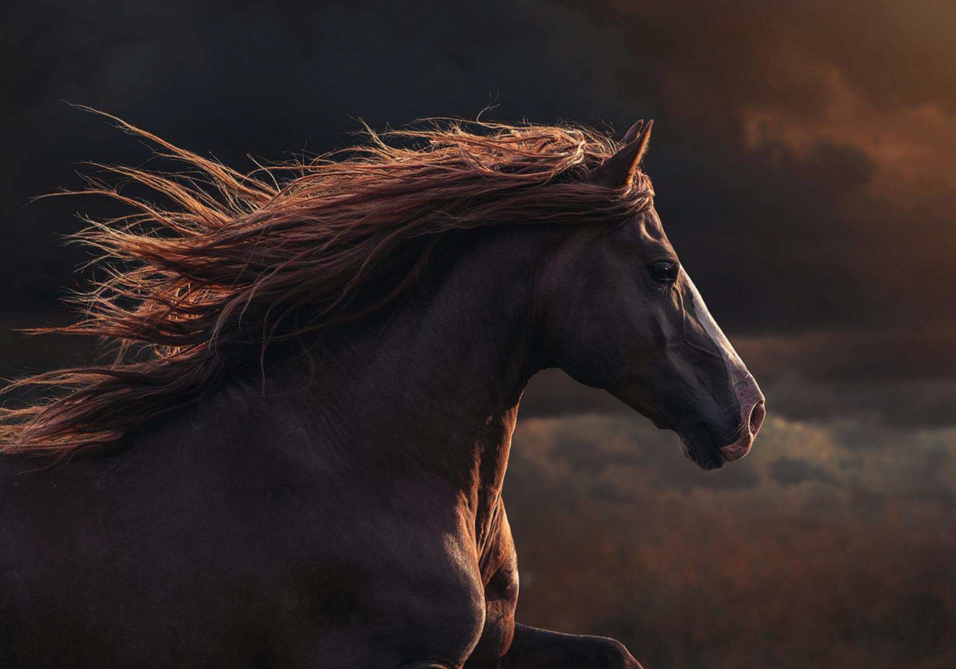 Magic of Horses