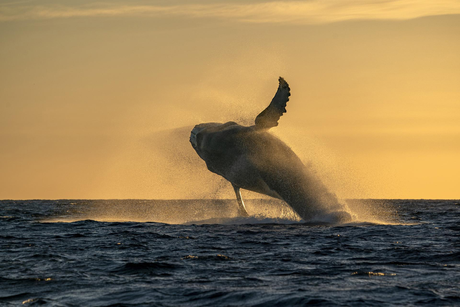 EPA-the-golden-whale