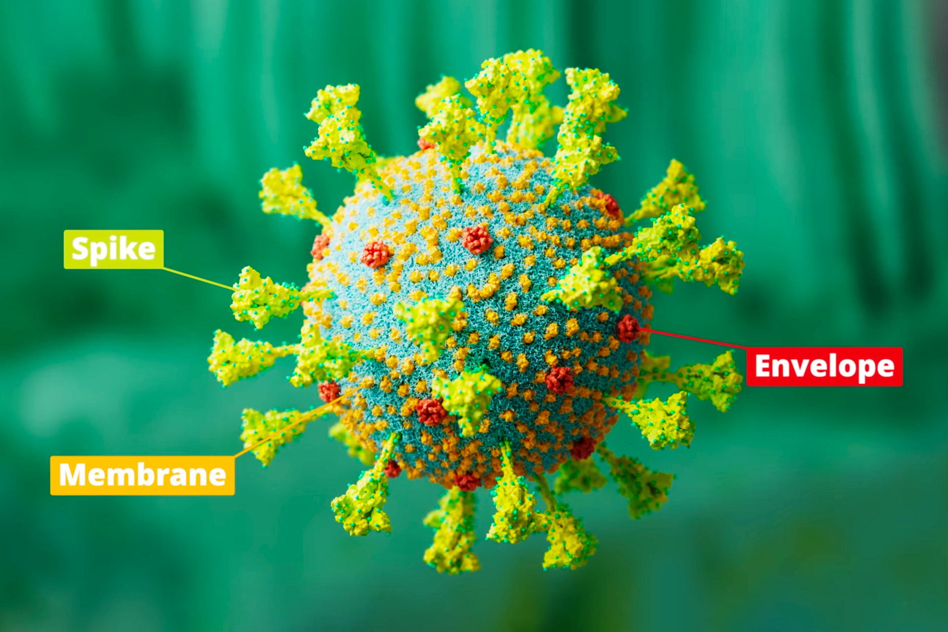 The lifecycle of SARS-CoV-2 | MUSE Creative Awards