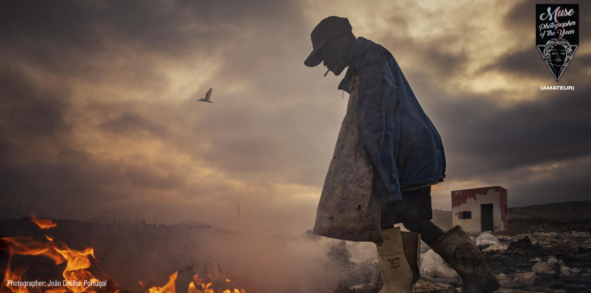 the king of the arctic | 2023 MUSE Photographer of the Year