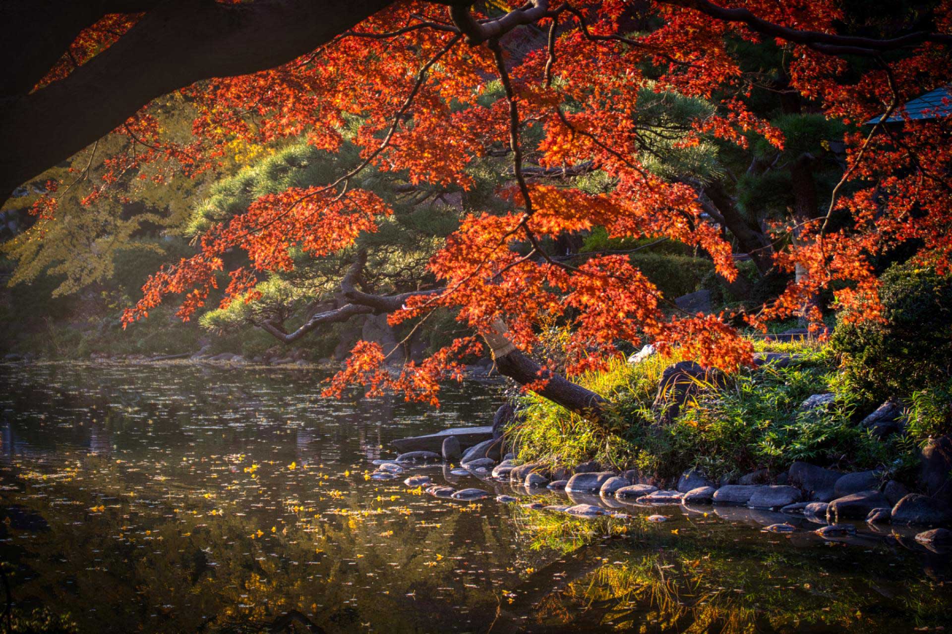 a-tokyo-autumn-reflections-of-nature’s-palette