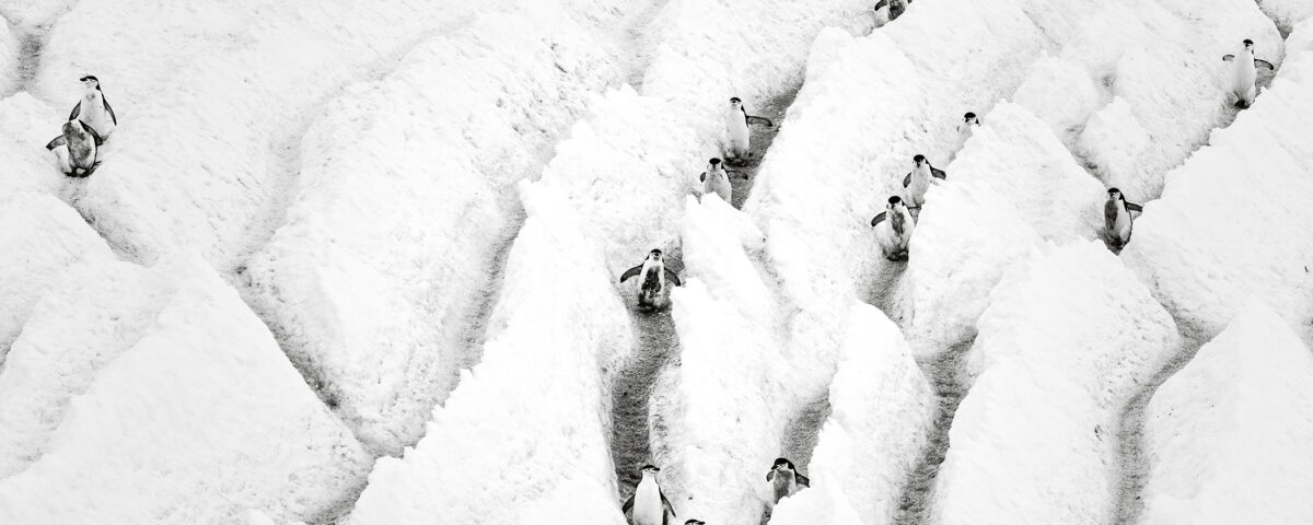 Penguin Highway | London Photography Awards