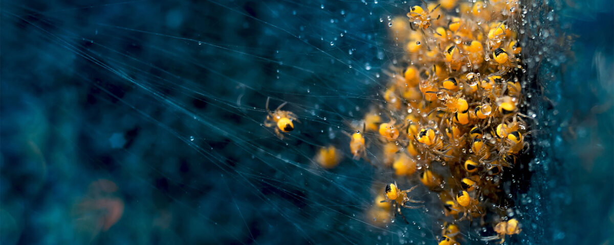 Life cycle. Just born spider. | London Photography Awards