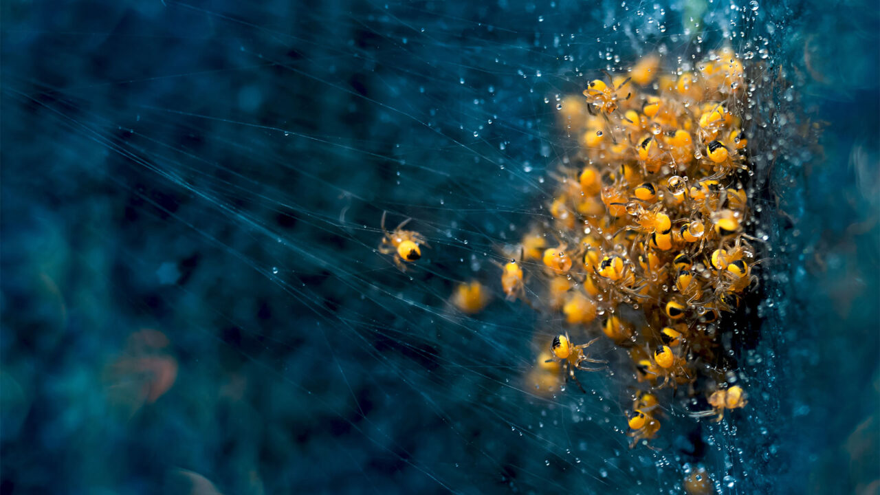 Life cycle. Just born spider. | London Photography Awards