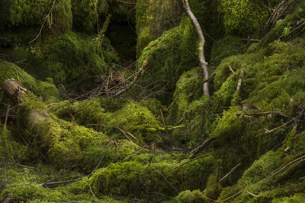 in the fairy wood | European Photography Awards