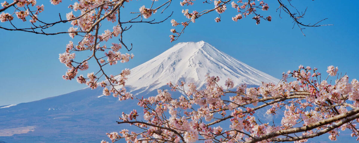 Mt. Fuji hugged by cherries Thumb