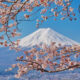 Mt. Fuji hugged by cherries Thumb