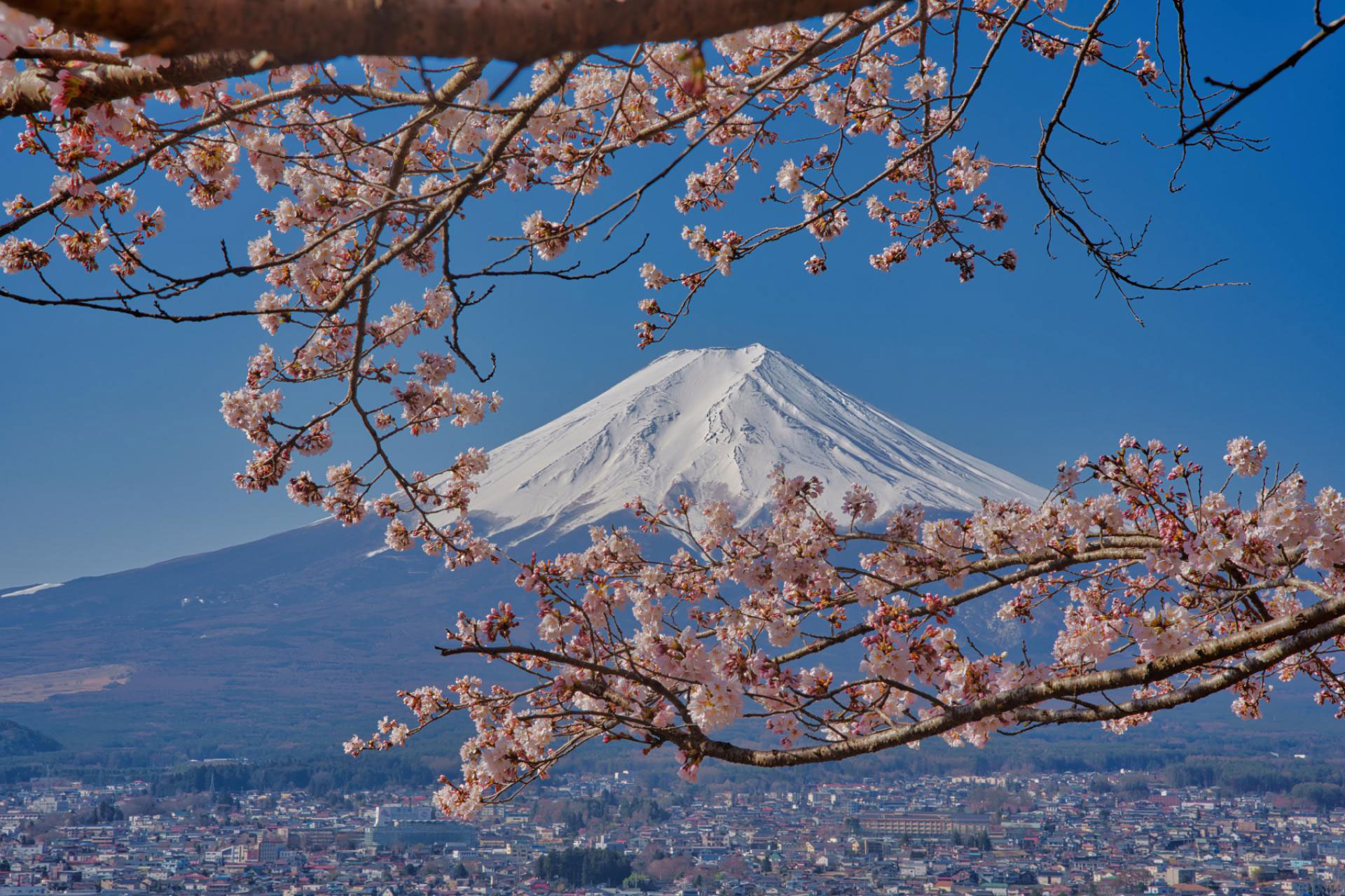 Mt. Fuji hugged by cherry blossom | MUSE Photography Awards