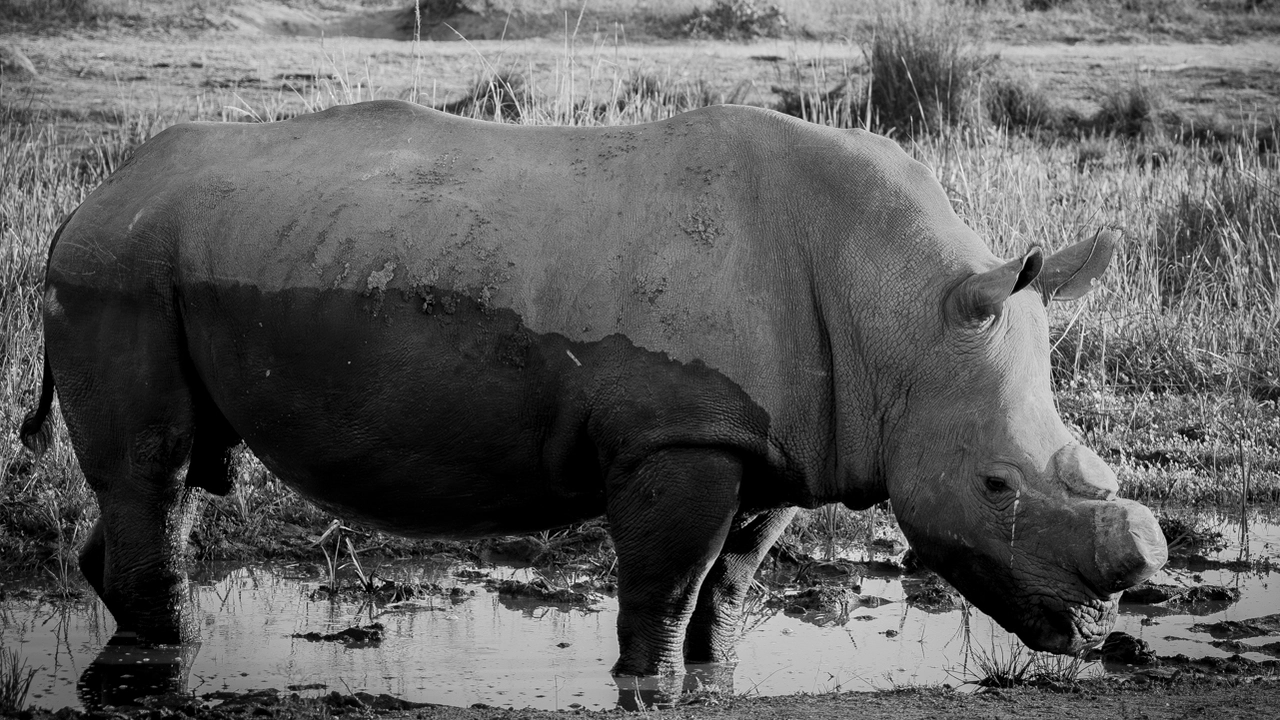 Save the Rhino ! | European Photography Awards