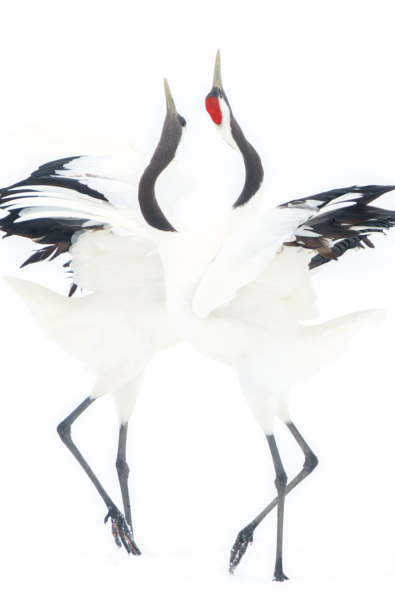 Japanese crane courtship dance | Global Photography Awards