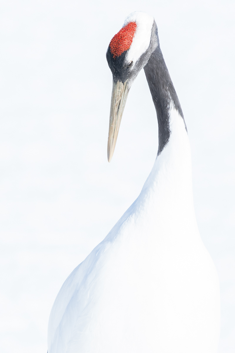 Japanese crane | Global Photography Awards