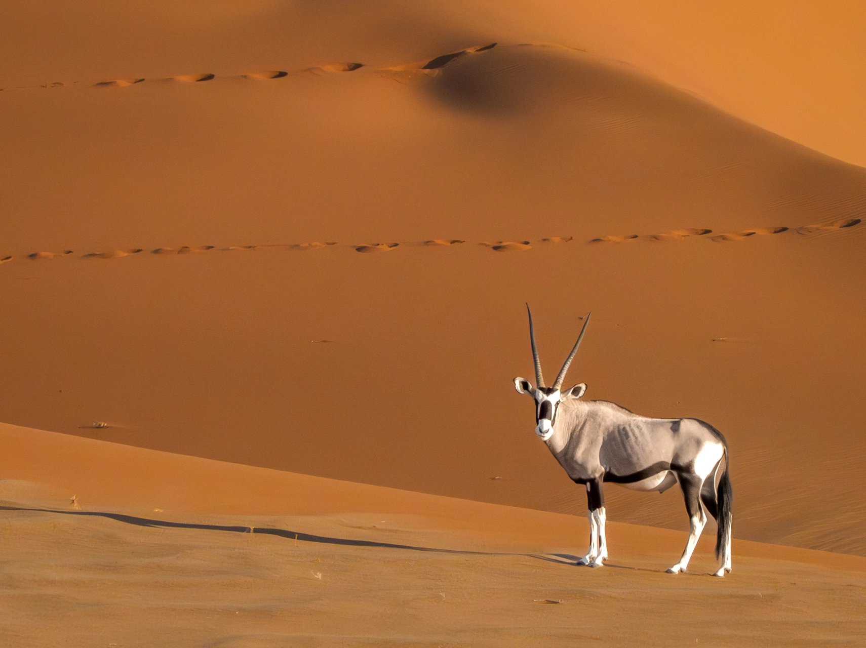 Lonely Oryx in Namibian Desert