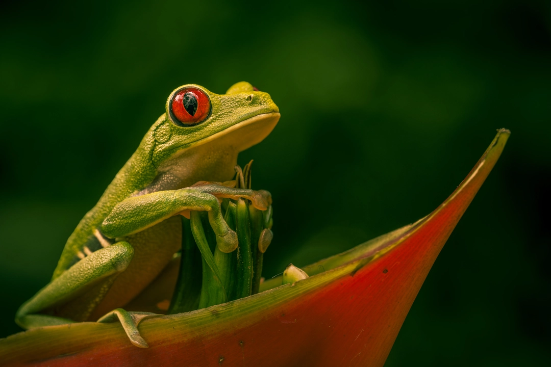 Red-Eyed Frog From Posing to Leap | Platinum Winner