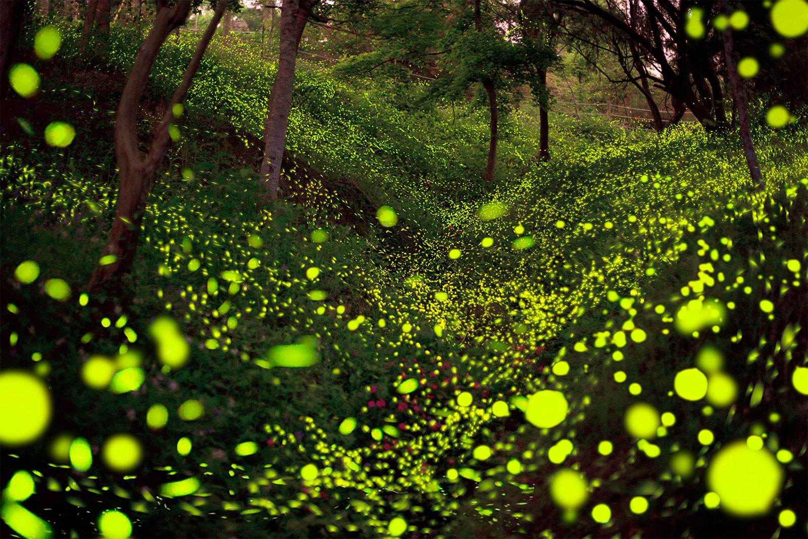 Summer Night Firefly Dance.