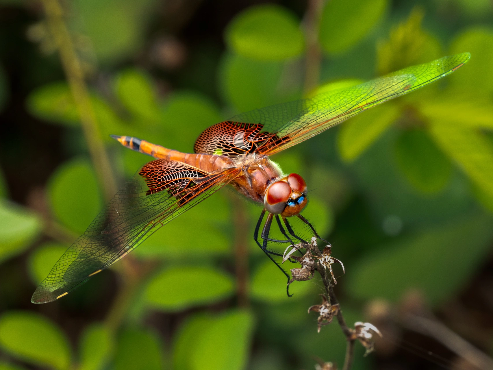 Unveiling the Hidden World of Dragonflies