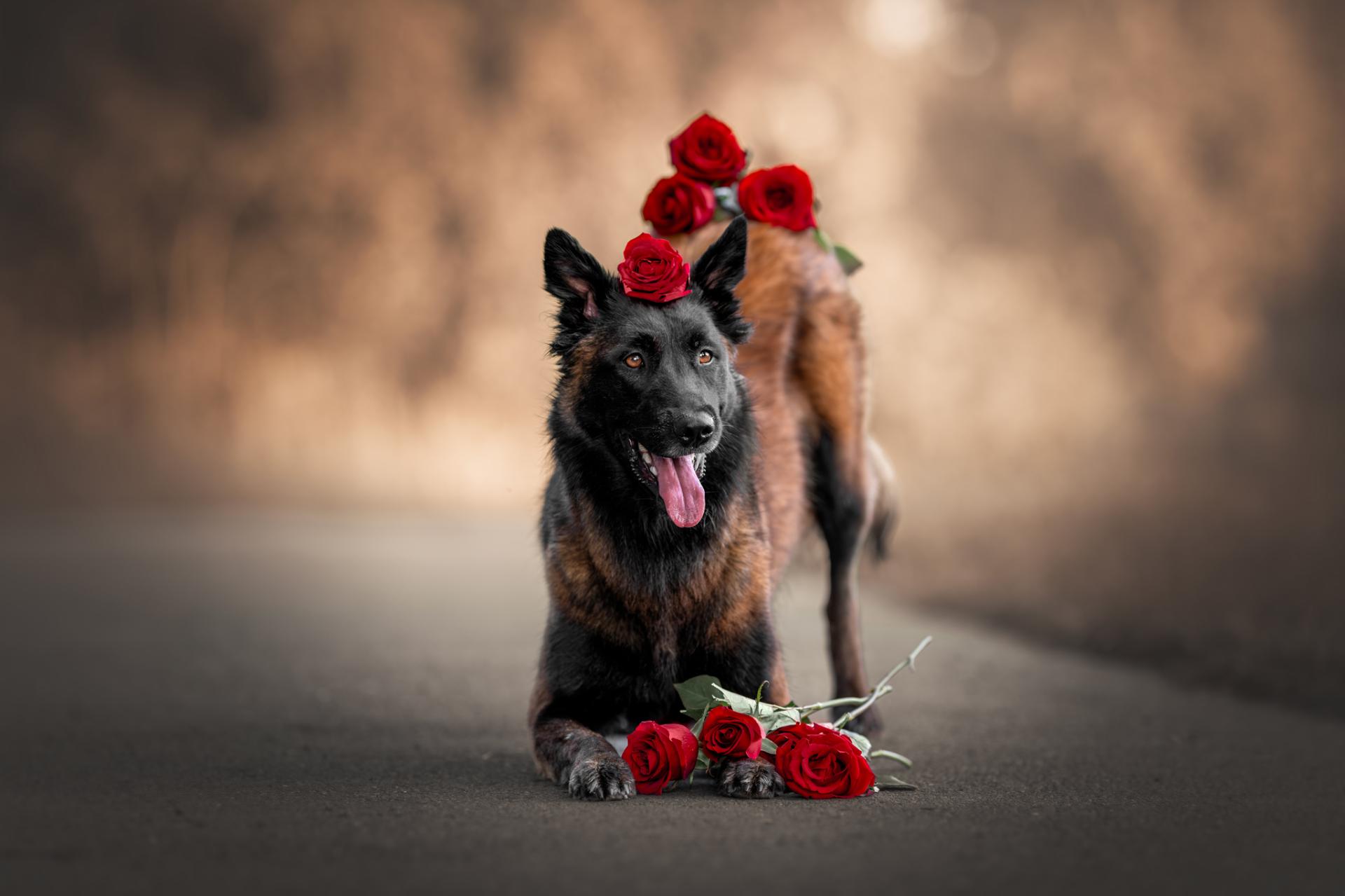 Dog and roses