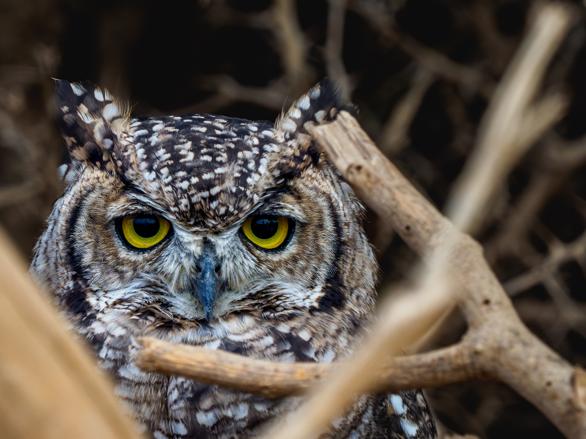 Guardians of the Night - Wisdom in Feathers