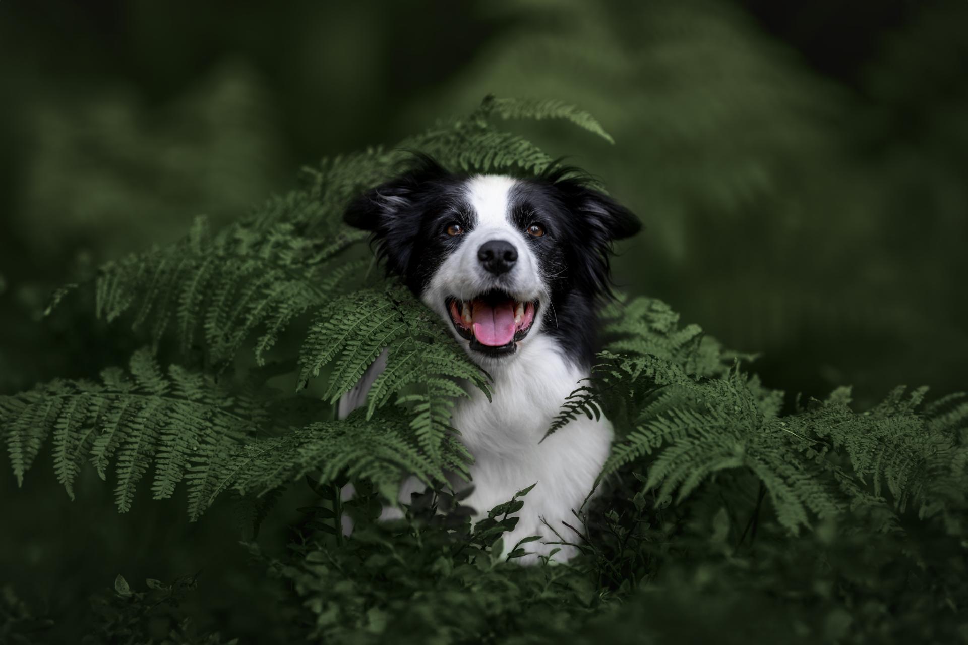 Hidden in the fern